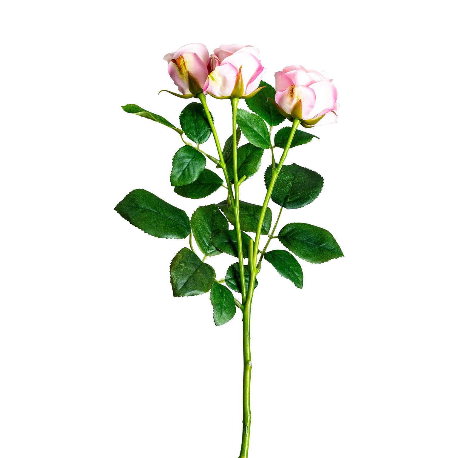 ROSAL PLANT